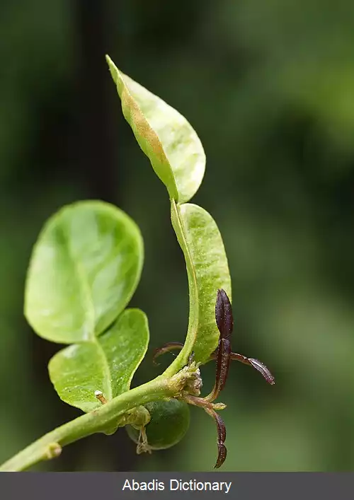 عکس لیموی کفیر