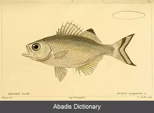 عکس دم پرچمی خالدار