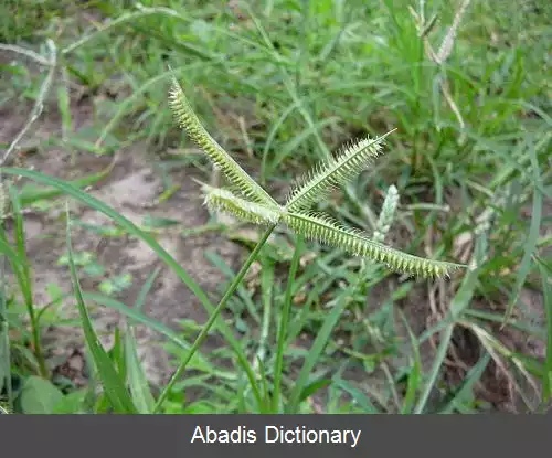 عکس علف پنجه ای مصری
