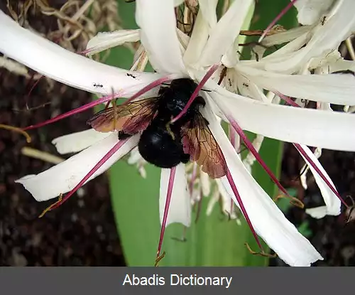 عکس زنبور درودگر سونورا