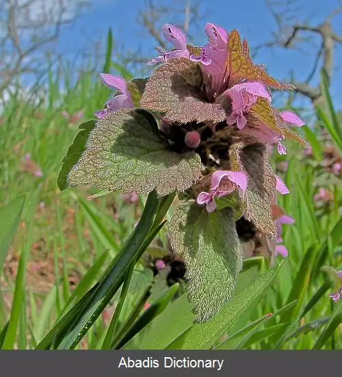 عکس گزنه سای قرمز