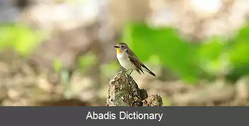 عکس مگس گیر تایگا
