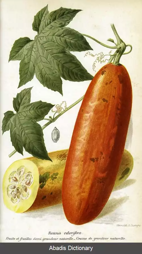 عکس خیار مشک