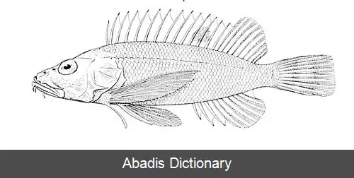 عکس زنبورماهی باله کوتاه