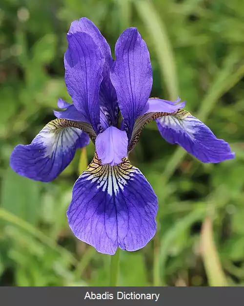 عکس زنبق خونین