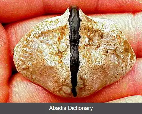 عکس خرچنگ پروانه ای