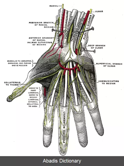 عکس شاخه کف دستی عصب میانی