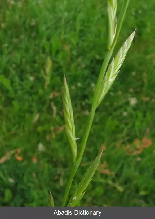عکس چچم پرگل