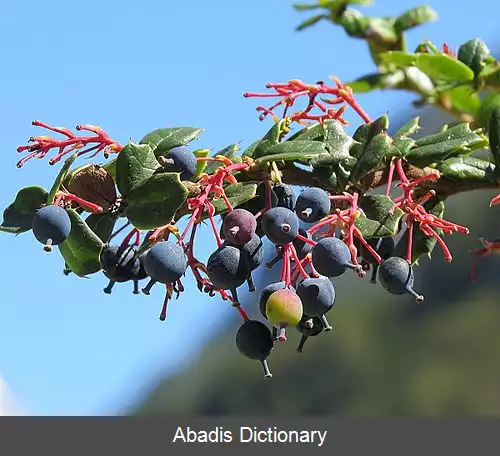 عکس زرشک داروین