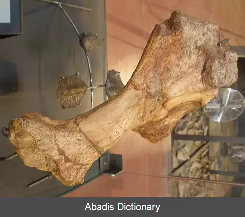 عکس دانوبیوسور