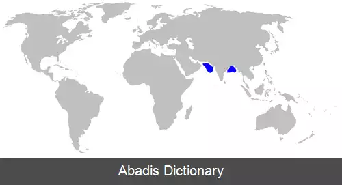 عکس سگ ماهی آراسته