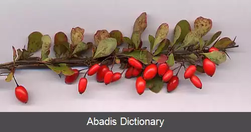 عکس زرشک زینتی