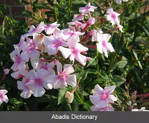 عکس فلوکس باغچه ای