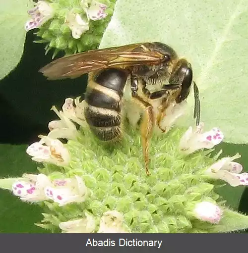 عکس زنبورهای شیاردار