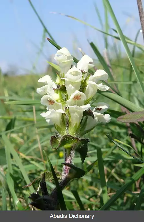 عکس نعناع چمنی پاره پاره