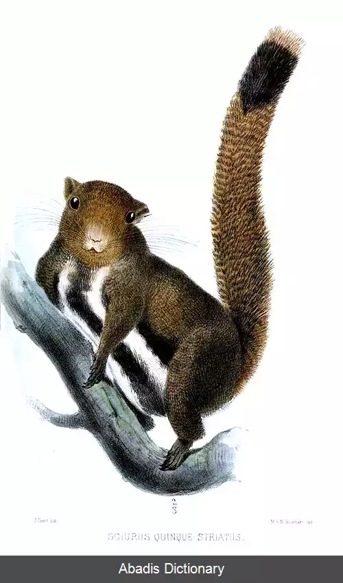 عکس سنجاب اندرسون