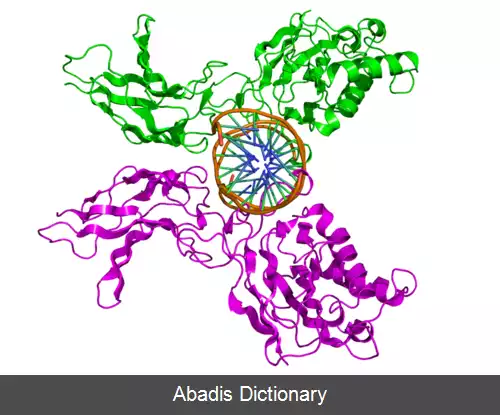 عکس NF κB