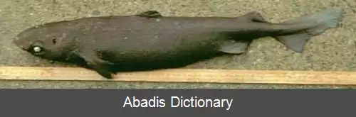 عکس سگ ماهی پرتغالی
