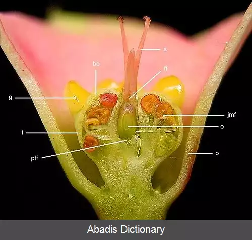 عکس فرفیون زینتی