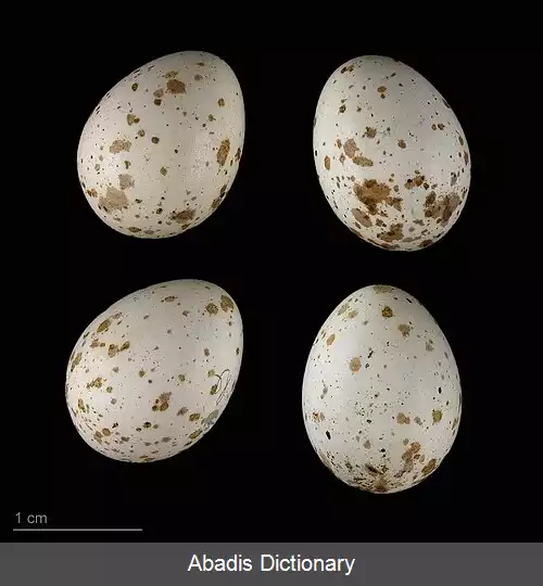 عکس سسک قطبی