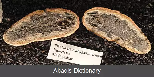 عکس پیوتویا