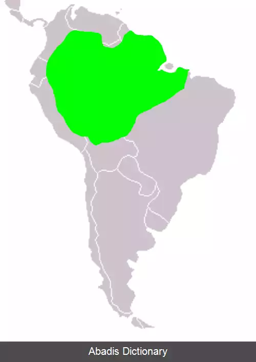 عکس وشم خاکسترگون