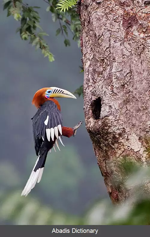 عکس کاوآشیانان