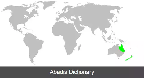 عکس عنکبوت های شش چشم کمیاب