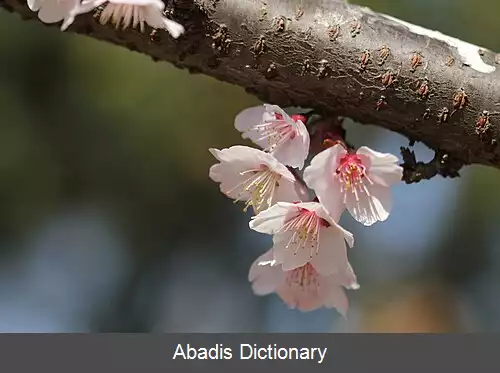 عکس کان زاکورا
