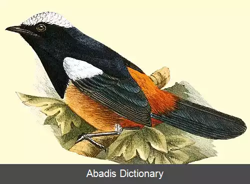 عکس چک صخره ای تاج سفید