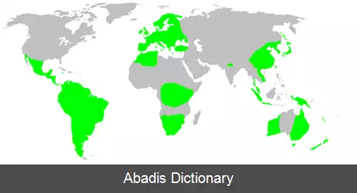 عکس عنکبوت های گردباف جنگلی