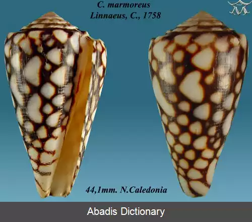 عکس قیفی بی الگو