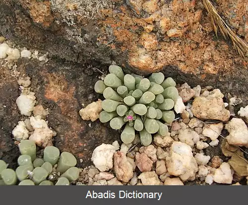 عکس فریثیا پولچرا