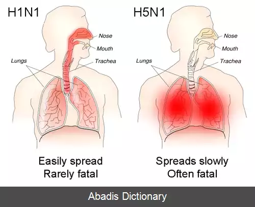 عکس ویروس آنفلوانزای نوع A زیرگروه H5N1
