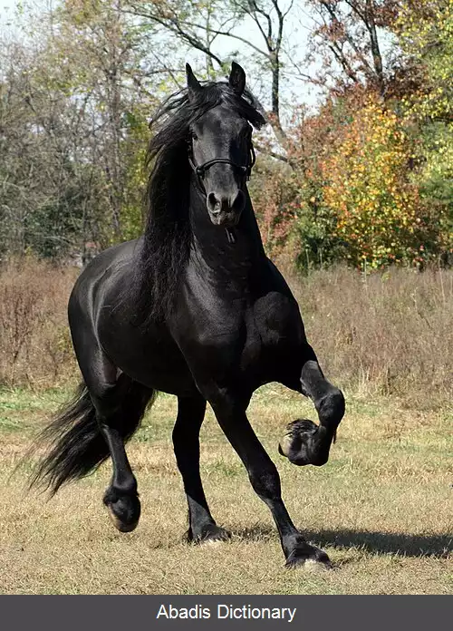 عکس اسب فریسن