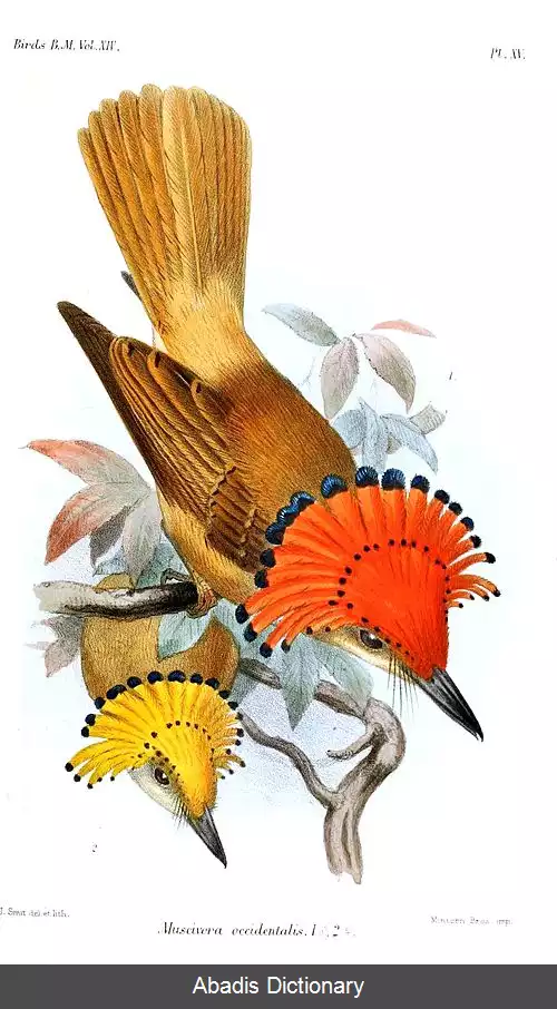 عکس مگس گیر پادشاهی آرام