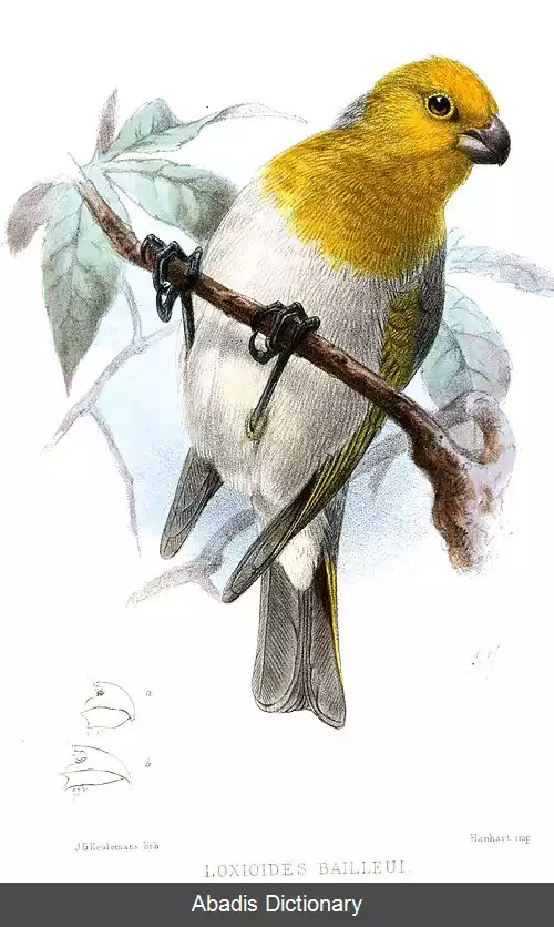 عکس زرینه سر