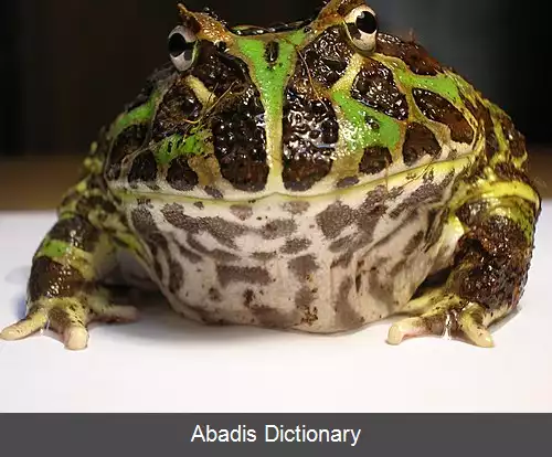 عکس زردگرایی