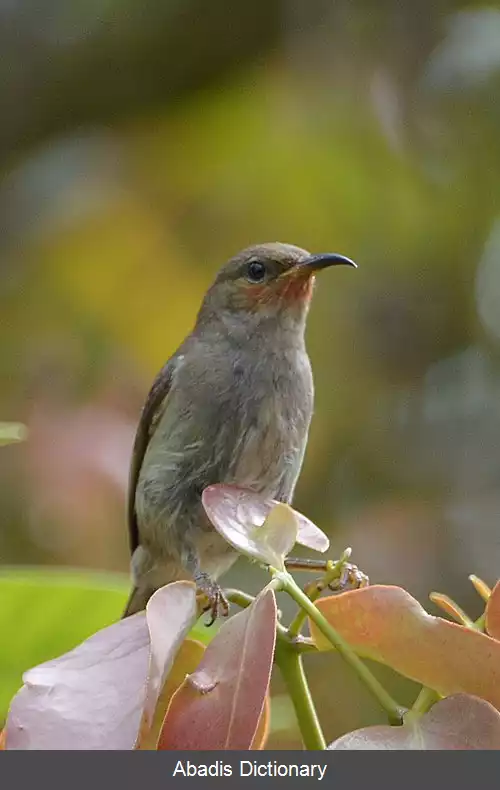 عکس عسل خوار سولاوسی