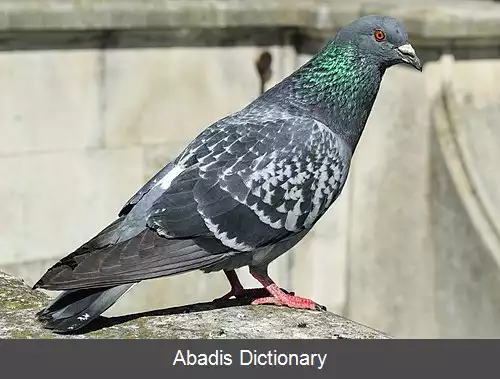 عکس زیست شناسی رفاه