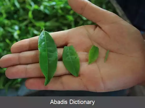 عکس درجه بندی چای