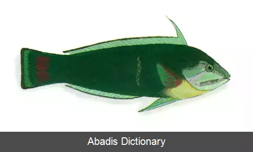 عکس زمردماهی ملکه