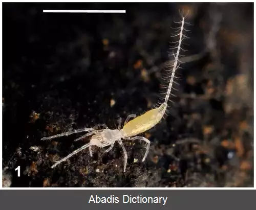 عکس عنکبوت های ریزشلاق