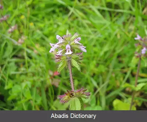 عکس سنبله ای وحشی