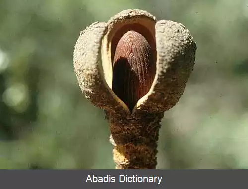 عکس سوسکچه های نخستین اکسیکورینینی