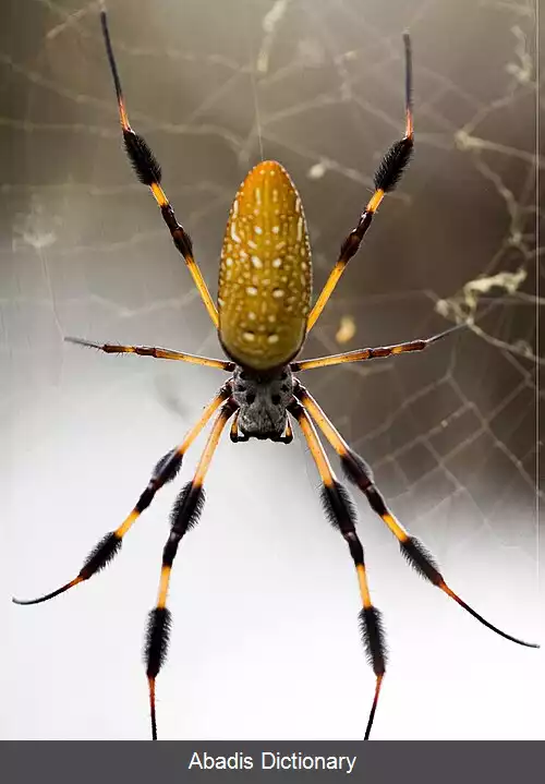 عکس ابریشم عنکبوت