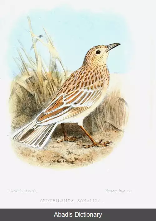 عکس چکاوک سومالی