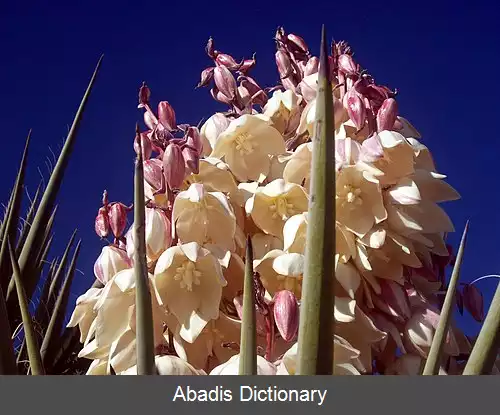 عکس زنگوله ای (سرده)