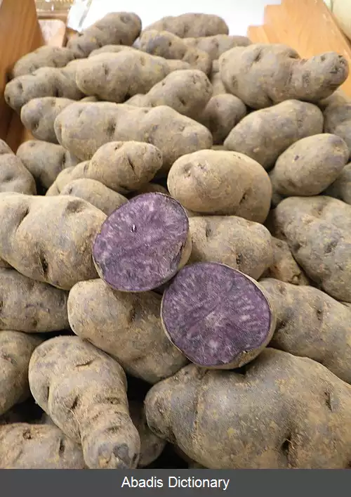 عکس سیب زمینی بنفش
