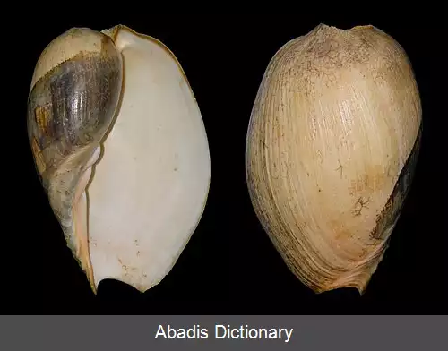 عکس زورقک نپتون آفریقایی